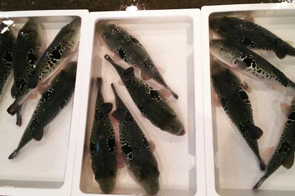 篠島で水揚げされた魚介