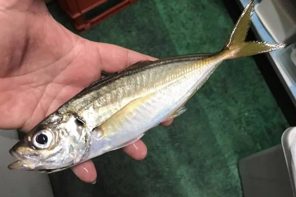 篠島海水浴場の魚つかみ取り大会