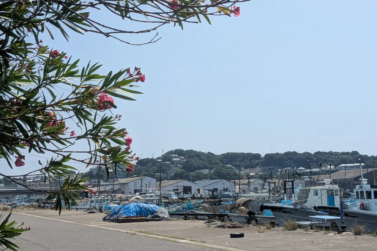 夾竹桃の花越しに見る篠島漁港