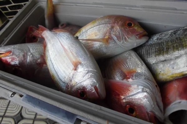 篠島つり天国で釣れた魚